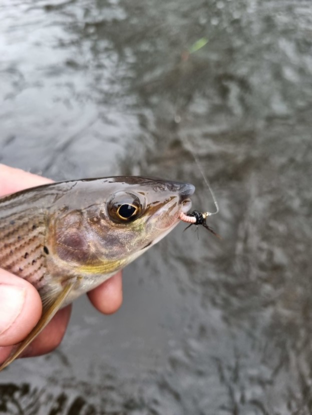 Skenfrith grayling - MB from Llanhilleth